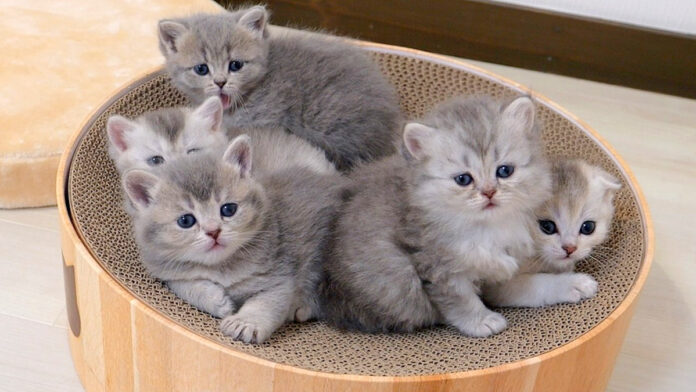 寝起きの子猫達