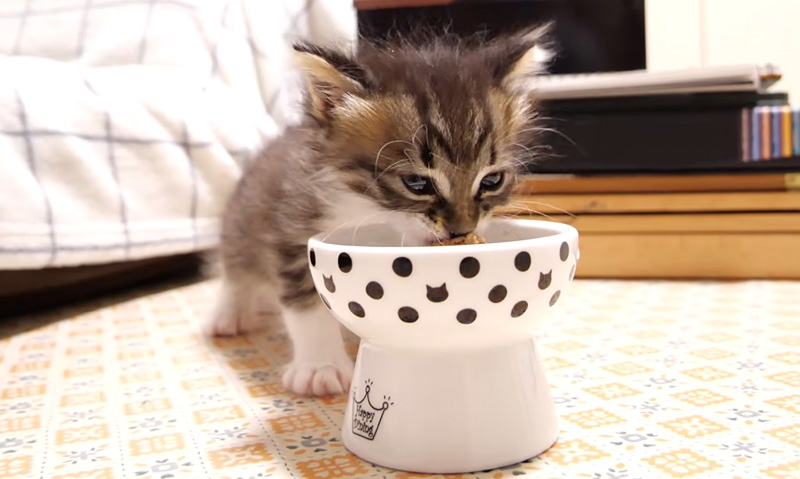 離乳食を食べる子猫