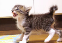 ご飯が食べたい子猫