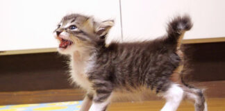 ご飯が食べたい子猫