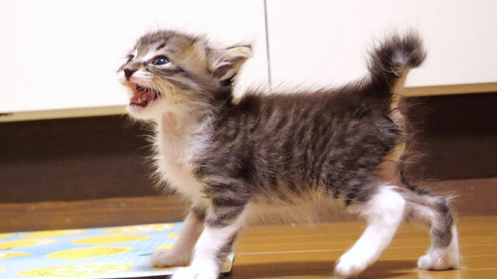 ご飯が食べたい子猫