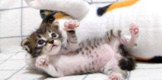 ぬいぐるみポーズを練習する子猫