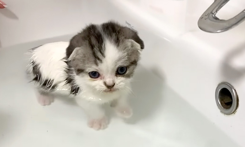 初めてお風呂に入った子猫