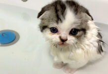 初めてお風呂に入った子猫