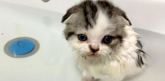 初めてお風呂に入った子猫