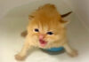 初めてお風呂に入った子猫
