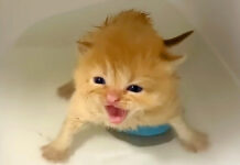 初めてお風呂に入った子猫