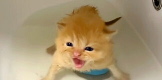 初めてお風呂に入った子猫