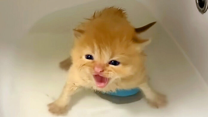 初めてお風呂に入った子猫