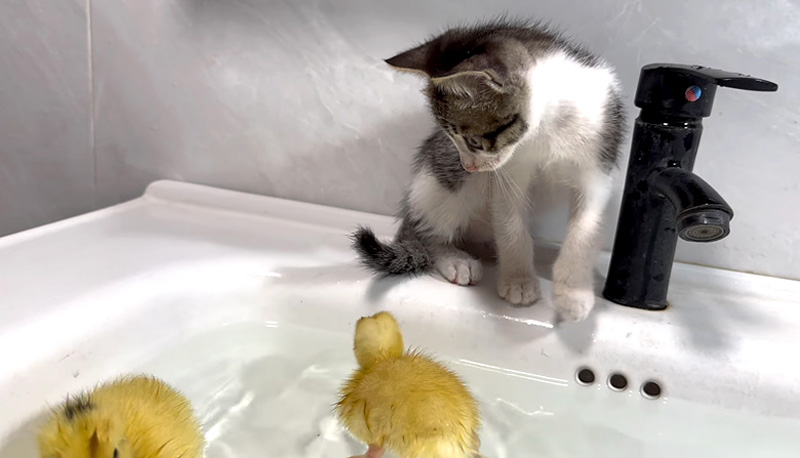 アヒルのヒナが気になる子猫