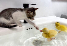 お風呂に入るアヒルのヒナ達がとっても気になる子猫。「一緒に入ろう」と誘われて… アヒルのヒナが気になる子猫