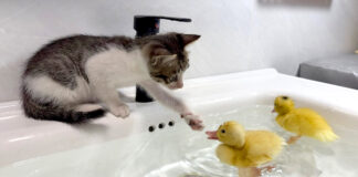 アヒルのヒナが気になる子猫