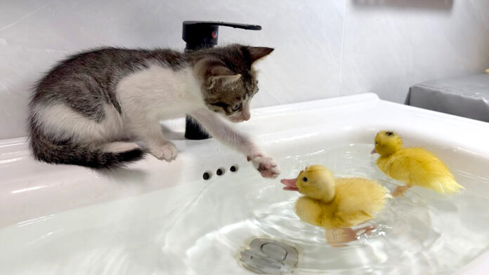 アヒルのヒナが気になる子猫