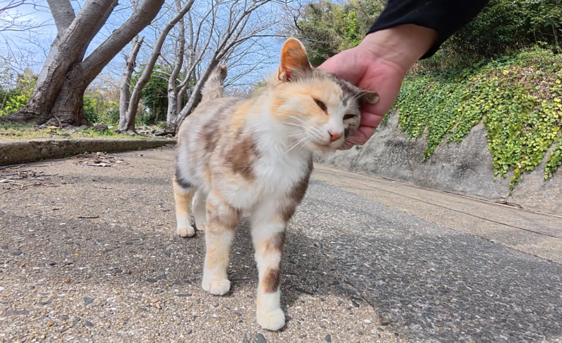 撫でられる猫