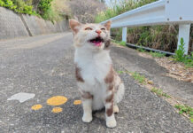 「おいてかないで~」と鳴きながら後をついてきた猫さんの様子がとっても可愛かった♡ 置いていかれたくない猫