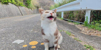 置いていかれたくない猫