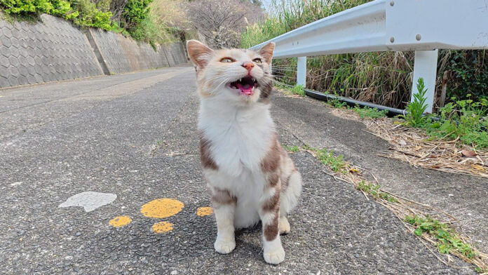 置いていかれたくない猫