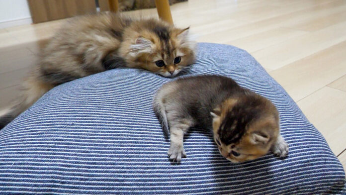 赤ちゃん猫を見守る子猫