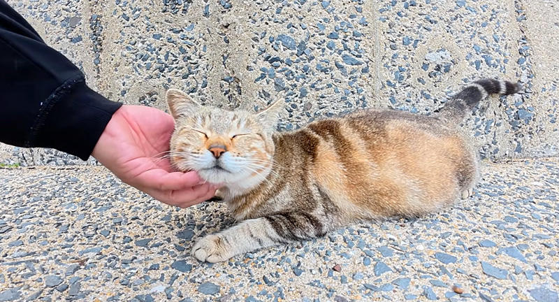 ナデナデされる妊娠猫