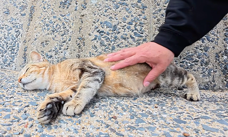 お腹を触らせてくれる妊娠猫