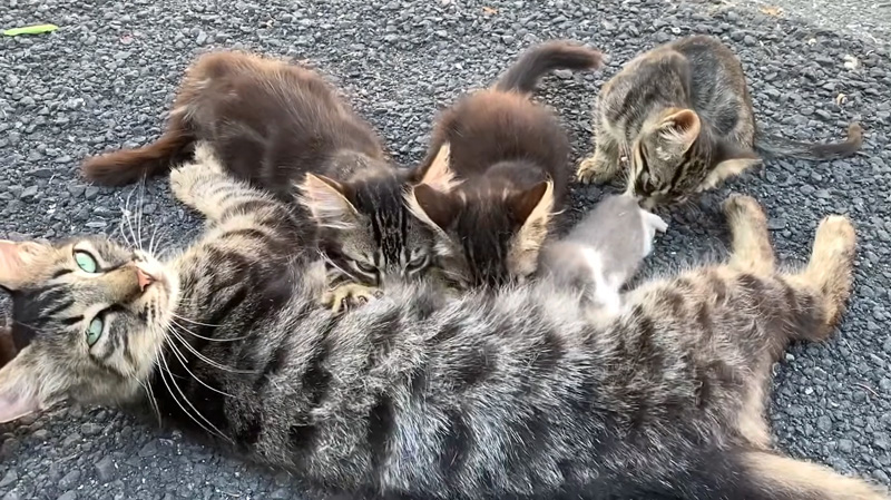 子猫達を育てる母猫