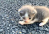 迷子の子猫