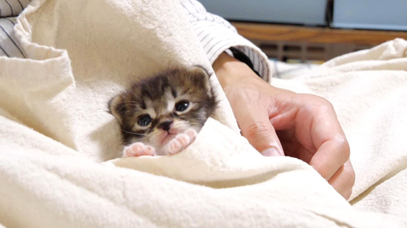ポケットに入る子猫