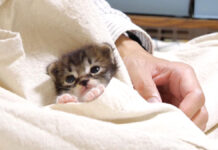 ポケットに入る子猫