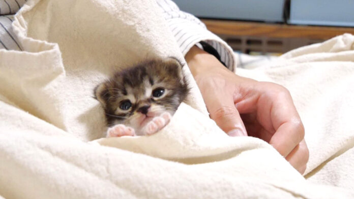 ポケットに入る子猫