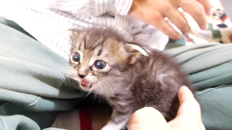 ミルクが待てない子猫