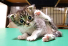 お腹を満たした子猫