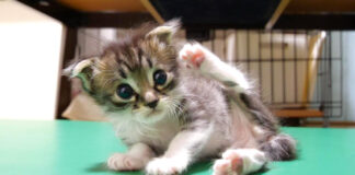 お腹を満たした子猫