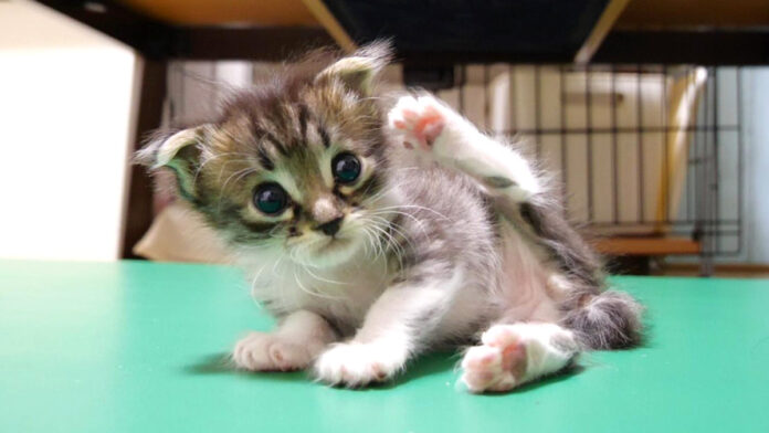 お腹を満たした子猫