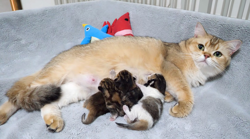 子猫達にミルクを飲ませる母猫
