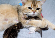 子猫達を抱きしめる母猫