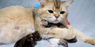 子猫達を抱きしめる母猫