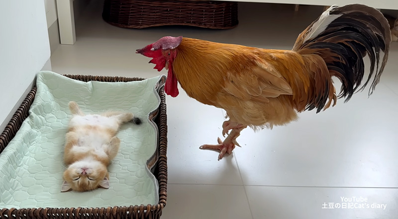 子猫が死んでしまったのではないかと勘違いしたニワトリ