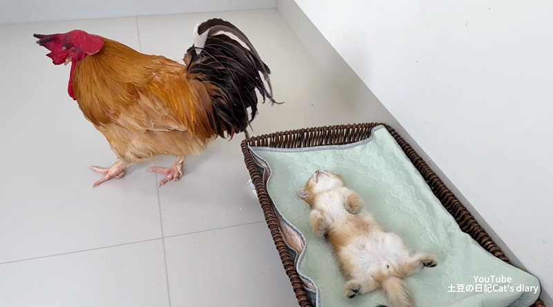 子猫の元を去るニワトリ