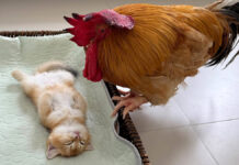 子猫が死んでしまったのではないかと勘違いしたニワトリ