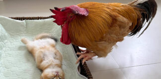 子猫が死んでしまったのではないかと勘違いしたニワトリ