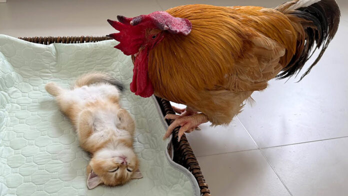 子猫が死んでしまったのではないかと勘違いしたニワトリ