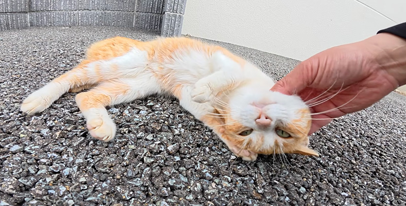 撫でられる猫