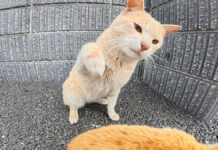 攻撃してくる猫