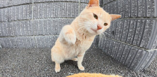 攻撃してくる猫