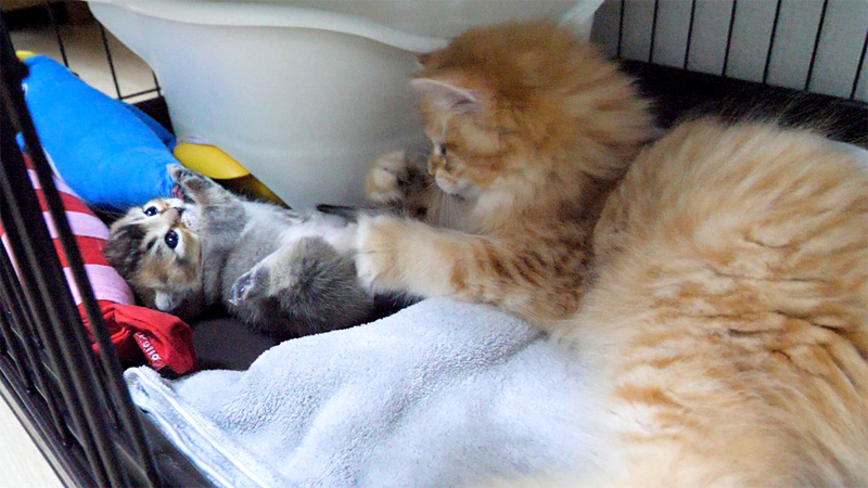 赤ちゃん猫のシッポで遊ぶ子猫