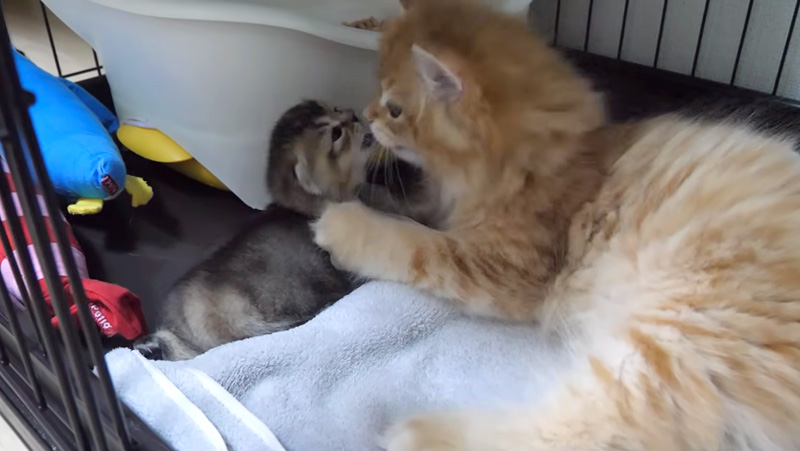 赤ちゃん猫に怒られた子猫