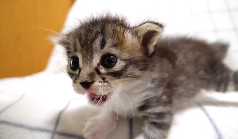 大きな声で鳴く子猫