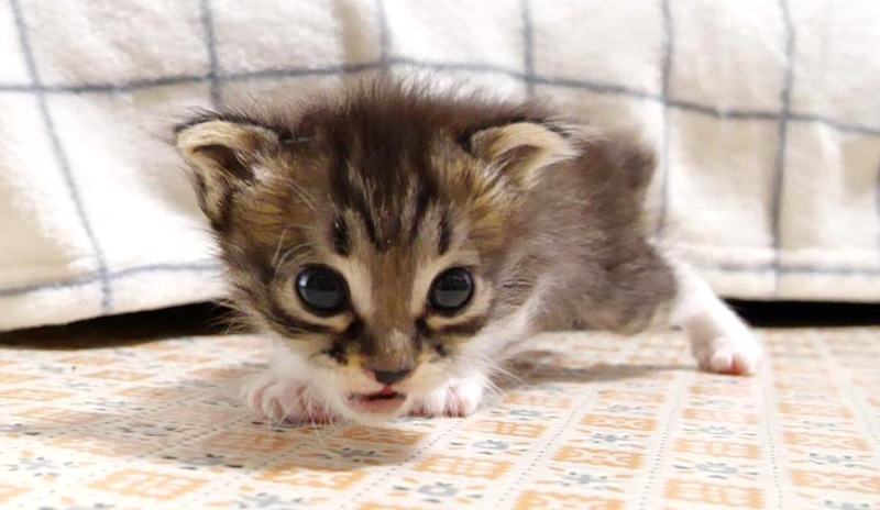 ソファーから落っこちちゃった子猫