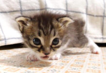 ソファーから落っこちちゃった子猫