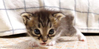 ソファーから落っこちちゃった子猫